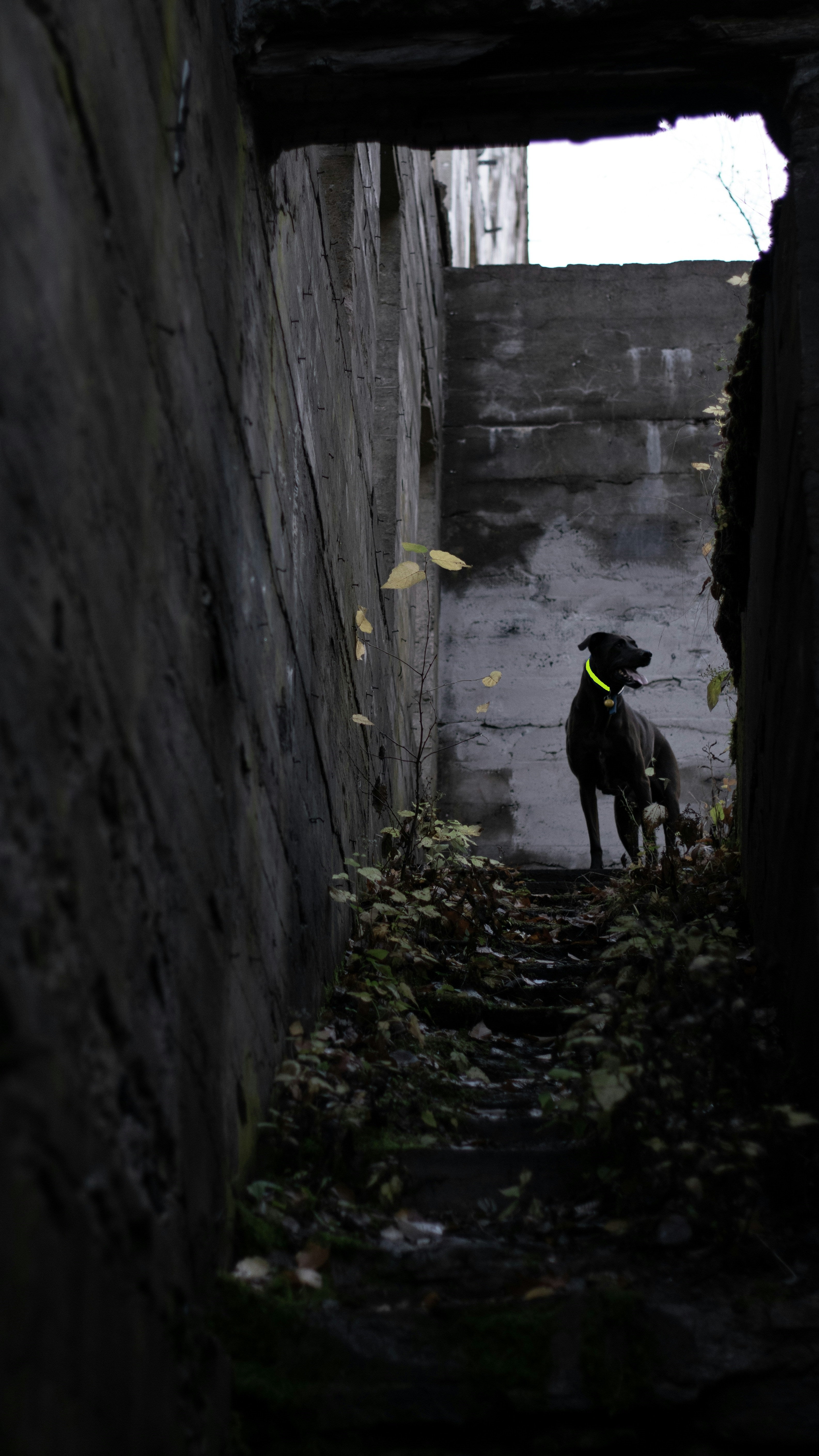 Glow in the Dark Pet Collars: Safety Meets Style